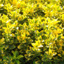 Golden Euonymus Blooming in the Garden