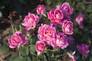Pink Double Knock Out Rose PlantAddicts pink-double-knock-out-rose-plantaddicts