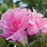 Autumn Carnation Encore Azalea Flower Cropped