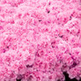 Autumn Carnation Encore Azalea covered in flowers