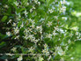 Trachelospermum asiaticum Flowers