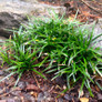 Dwarf Mondo Grass Cropped
