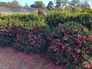 October Magic Ruby Camellia Hedge