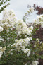 Early Bird White Crape Myrtle Blooms