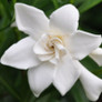 Frost Proof Gardenia White Flower Cropped