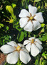 Hardy Daisy Gardenia White Blooms