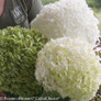 Huge Incrediball Hydrangea Flowers in Green and White
