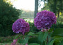 Purple Let's Dance Rave Hydrangea Flowers