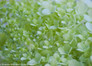 Little Lime Hydrangea Flower Pedals Close Up