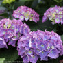 Purple and Green Cityline Rio Hydrangea Flowers
