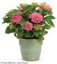 Cityline Vienna Hydrangeain Garden Pot