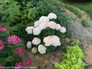 Invincibelle Wee White Hydrangea Bush With White Flowers