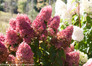 Dark Pink and White Zinfin Doll Hydrangea Flowers in the Sunlight