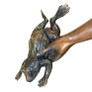 Catch Release Boy Frog Cast Bronze Statue Frog Close Up