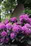 Purple Dandy Man Purple Rhododendron Flowers and Foliage