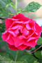 Oso Easy Double Red Rose Flower After Watering