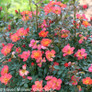 Oso Easy Hot Paprika Rose Foliage and Flowers