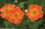 2 Oso Easy Paprika Rose Flowers Close Up