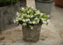 Jazz Hands Dwarf White Loropetalum in Garden Pot