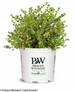 Wedding Ring Boxwood in Proven Winners Pot