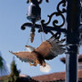 Flight of Freedom Hanging Eagle Sculpture