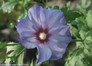 Azurri Blue Satin Rose of Sharon Flower in the Sunlight