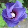 Azurri Blue Satin Rose of Sharon Flower Petals