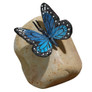 Butterfly on Rock Statues Papilio Ulysses Butterfly