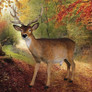 Forest White Tailed Deer Statues Buck