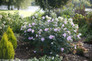 Pollypetite Rose of Sharon in the Landscaping