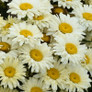Amazing Daisies® Banana Cream II Shasta Daisy Flowers Close Up