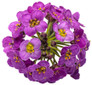 Violet Knight™ Sweet Alyssum flower closeup