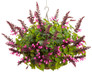 Unplugged® Pink™ Salvia in hanging basket