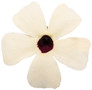 Coconut A-Peel® Black-Eyed Susan Vine flower petal close up