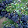 Premier Blueberry Bush bloom