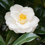 Mine No Yuki Camellia flower close up