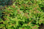 Kodiak Fresh Diervilla growing