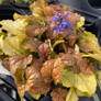 Feathered Friends Parrot Paradise Ajuga bloom