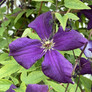 Clematis Jackmanii flower close up