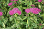 Variegated Double Play Painted Lady Spirea Leaves and Flowers