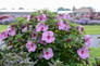 Summerific® Lilac Crush Hibiscus in the garden