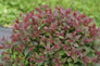Double Play Pink Spirea Fall Foliage
