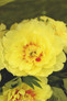 Yellow Bartzella Peony Flower Close Up