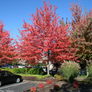Red Sunset® Red Maple Growing in the Landscaping