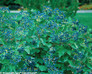 Blue Muffin Viburnum Foliage and Berries