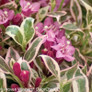 Pink and Purple My Monet Weigela Flowers