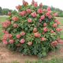 Queen of Hearts Oakleaf Hydrangea Growing in the Landscaping