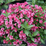 Snippet Dark Pink Weigela With Pink Flowers and Green Leaves