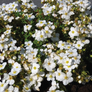 Bella Bianca® Potentilla Flowering in the Sunlight