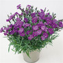 Everlast™ Violet Blue Pinks Dianthus Plant Blooming in Planter